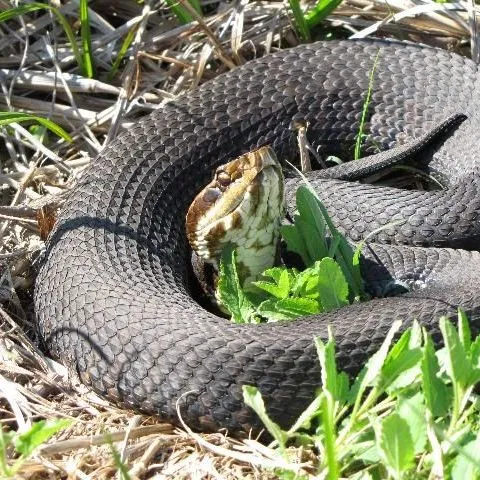 thumbnail for publication: Managing Conflicts with Wildlife: Living with Snakes